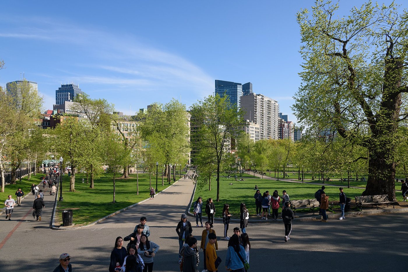 Trees and open ground on Boston Common.