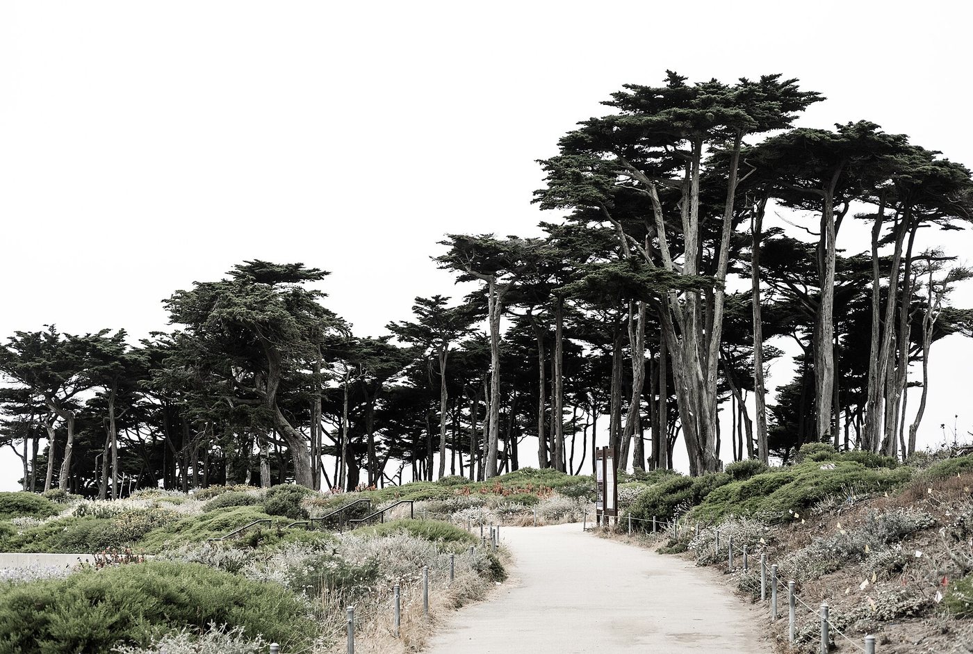 A walking path bordered by trees at Lands End in San Francisco.